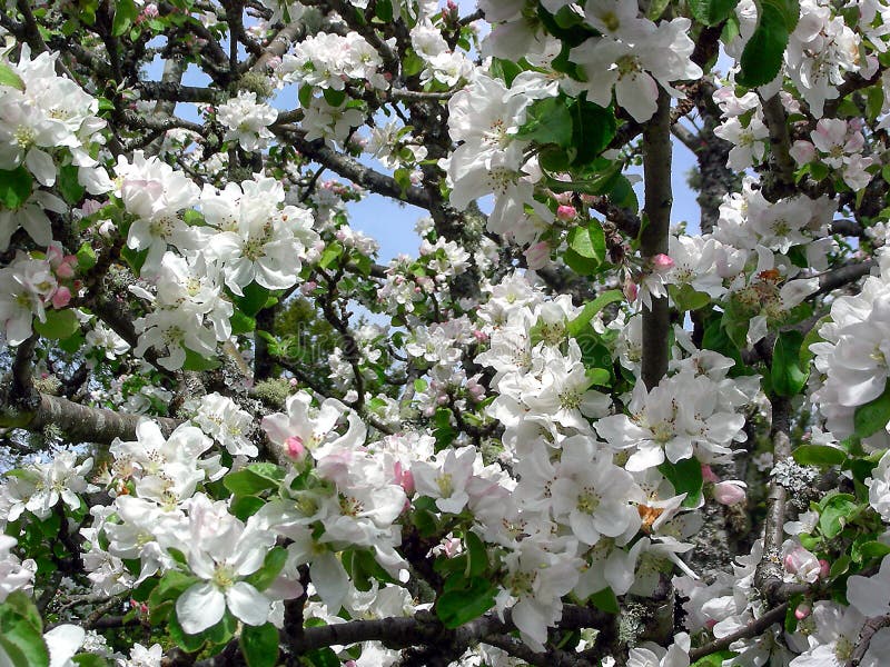 Apple Blossom Time Again stock photo. Image of sunny 140828010