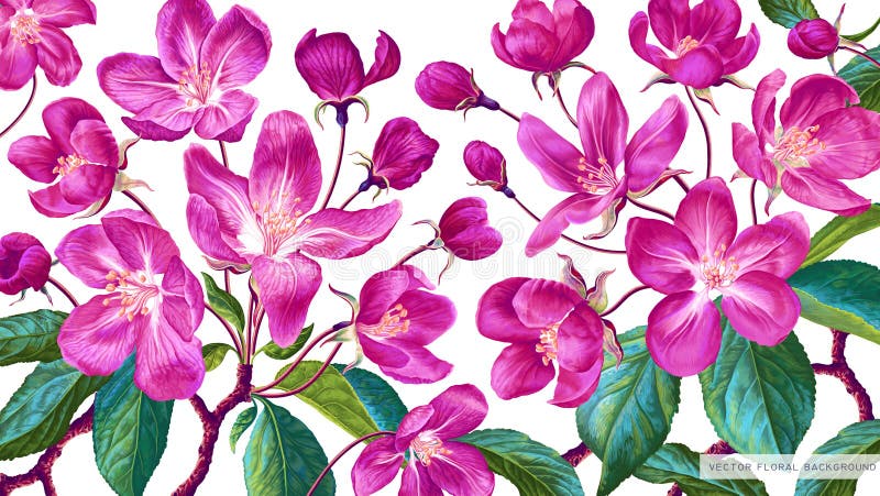 Horizontal botanical background with pink apple blossoms. stock illustration
