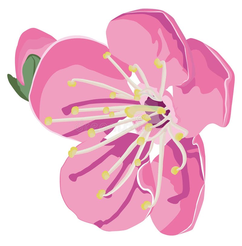 Apple blossom stock vector. Illustration of burgundy 67289886