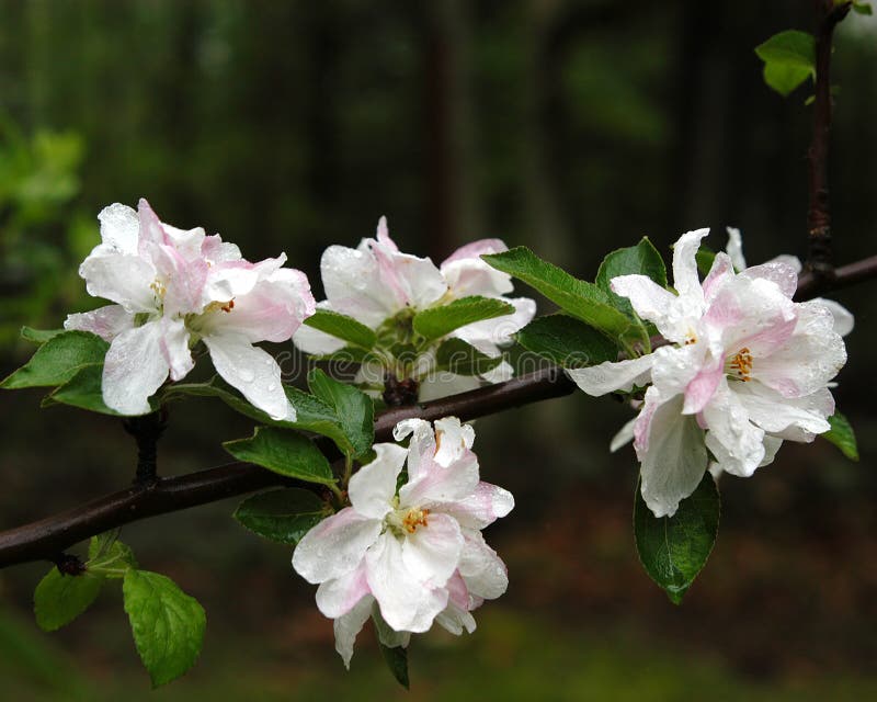 Apple Blossoms stock photo. Image of flower, cherry, blooming 71943090
