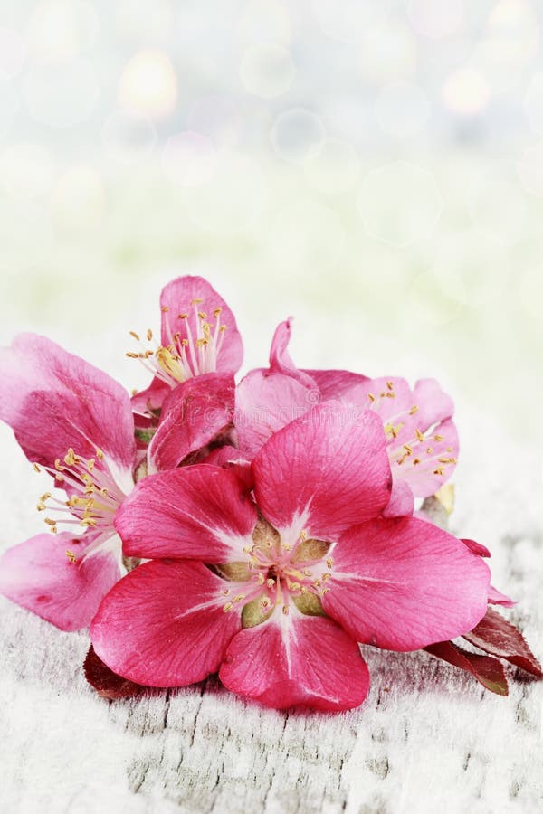 Apple blossoms stock image. Image of fresh, bloom, beautiful 4225305
