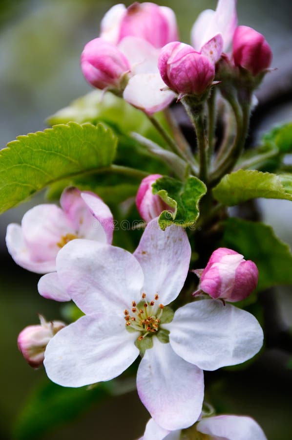 Crab Apple Blossoms stock photo. Image of apple, landscape 14658544