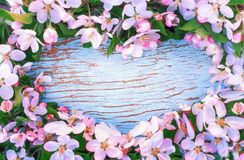 Apple Blossoms Around The Heart Shaped Blue Wooden Background