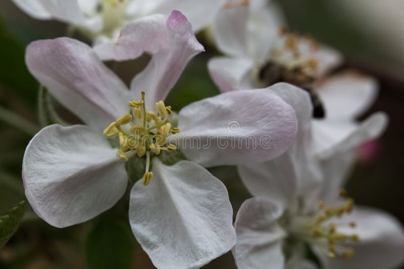 Apple blossoms stock image. Image of pretty, closeup, orchard 4864559