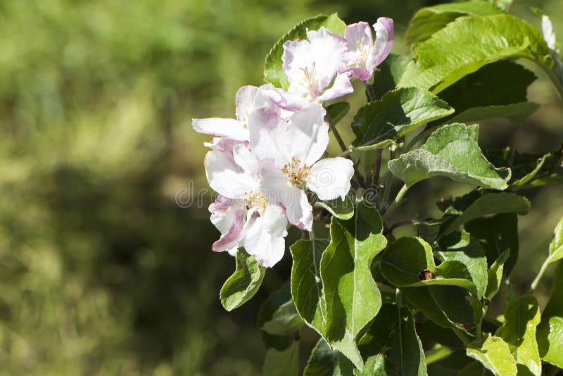 Apple blossoms stock image. Image of pretty, closeup, orchard 4864559