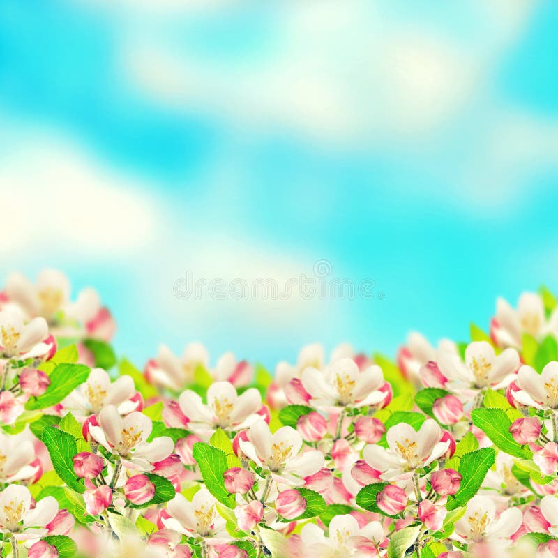 Apple Blossoms Over Blurred Blue Sky Background. Spring Flowers Stock