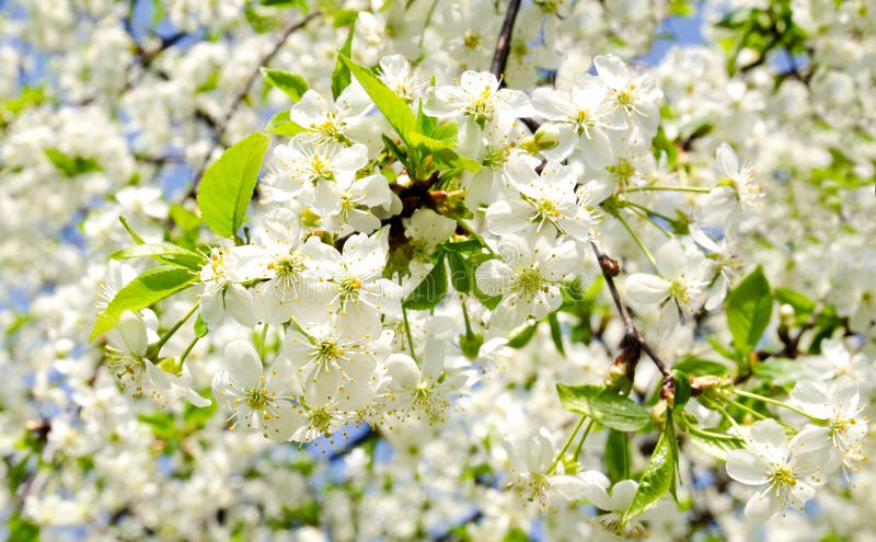 Apple blossoms in sunny day