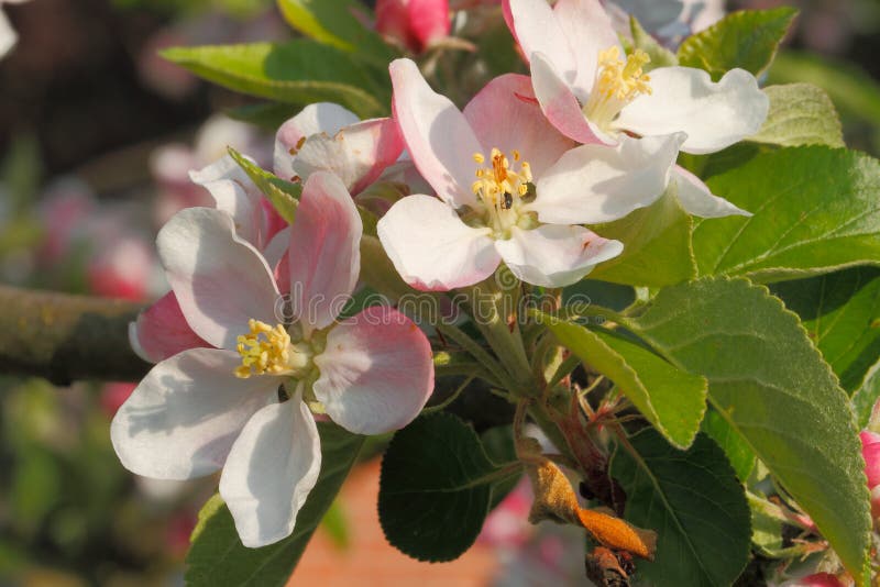 Apple Blossoms