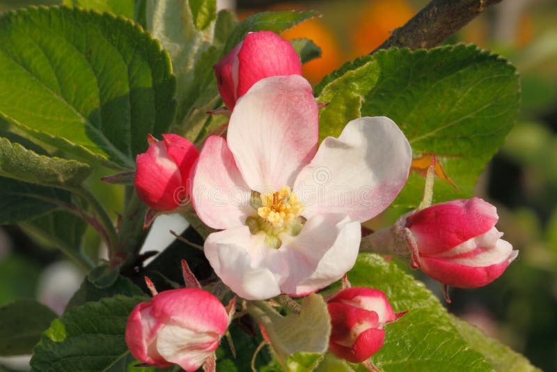 Apple blossoms royalty free stock images