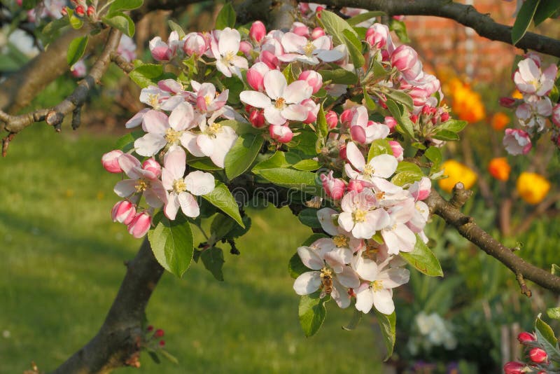 Apple blossoms stock image. Image of fresh, bloom, beautiful 4225305