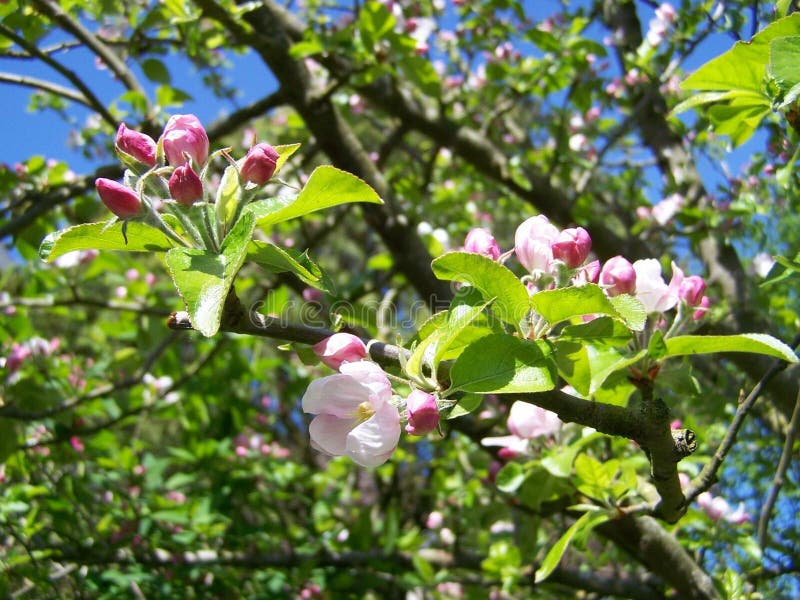 Apple blossoms stock photo. Image of cider, petals, botanical 141478558