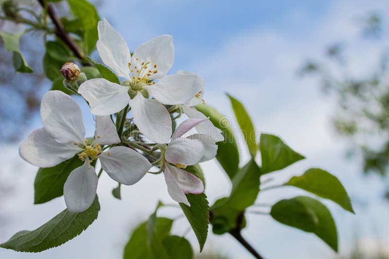 Apple-Blume auf einem schönen blauen Hintergrund stockfotos Apple-Blume auf einem schönen blauen Hintergrund stockfotos
