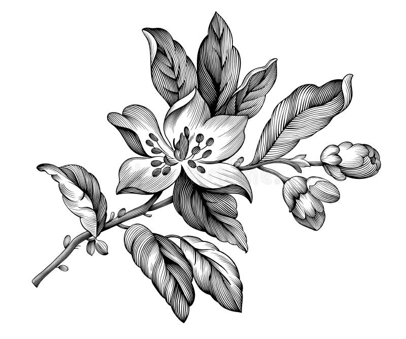 Apple-Blütenweinlesestieg Blumenfrühlingsniederlassung Kirschblüte-Kirschblumen Gravierte botanische Schwarzweiss-Illustration Ve
