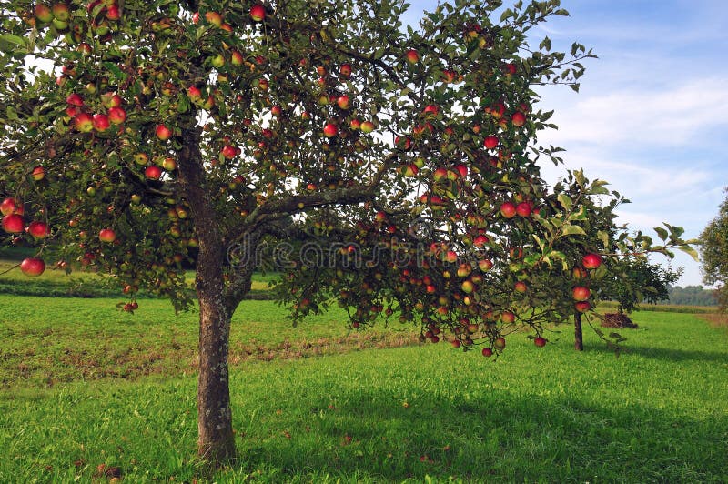 Traditional apple trees orchard. Apple trees in autumn at the meadow. The traditional orchard is therefore of the highest importance for the biodiversity of central Europe, comparable with the standard olive, cork and Holm oak tree forests of southern Europe. Traditional apple trees orchard. Apple trees in autumn at the meadow. The traditional orchard is therefore of the highest importance for the biodiversity of central Europe, comparable with the standard olive, cork and Holm oak tree forests of southern Europe.