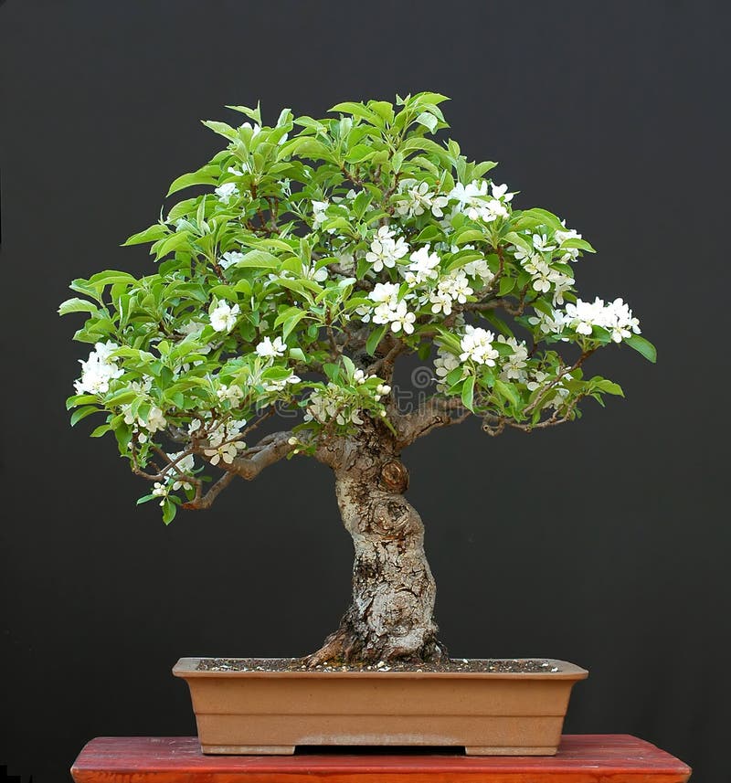 Apple bonsai in bloom stock photo. Image of tree, deciduous 2631728