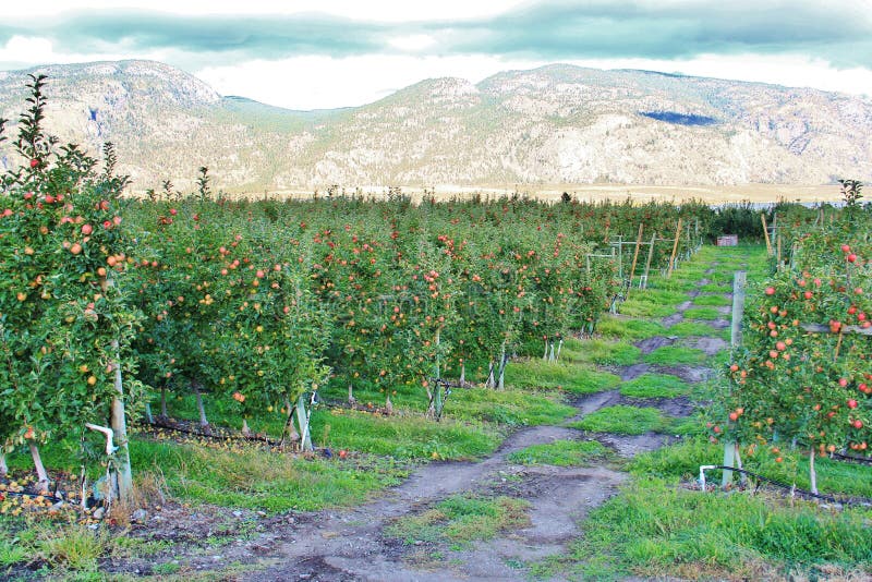 Apple Tree, Apple Orchard In Okanagan Valley, Kelowna, British Columbia,. Apple Tree, Apple Orchard In Okanagan Valley, Kelowna, British Columbia,