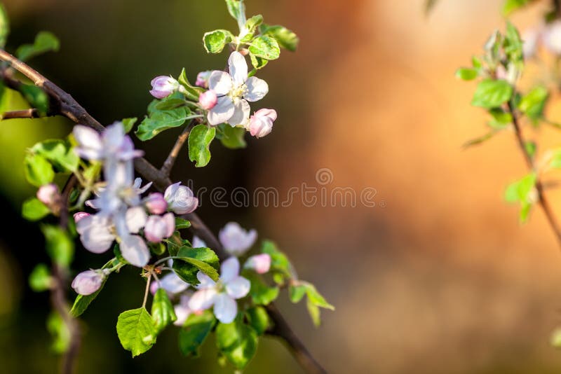 Apple-boom bloemen in het licht van de zonsondergang Weelderige de lentebloei in de Siberische tuin royalty-vrije stock foto's Apple-boom bloemen in het licht van de zonsondergang Weelderige de lentebloei in de Siberische tuin royalty-vrije stock foto's