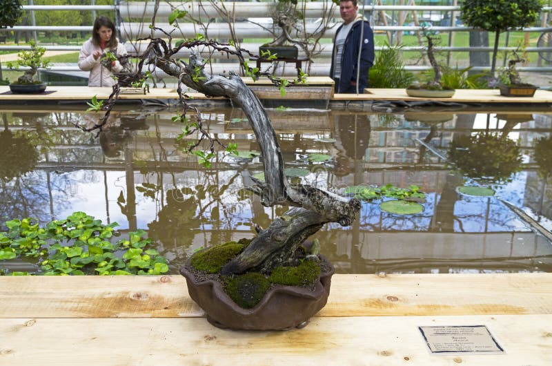 Appleboom Bonsai in De Stijl Van Redactionele Stock Foto Image of