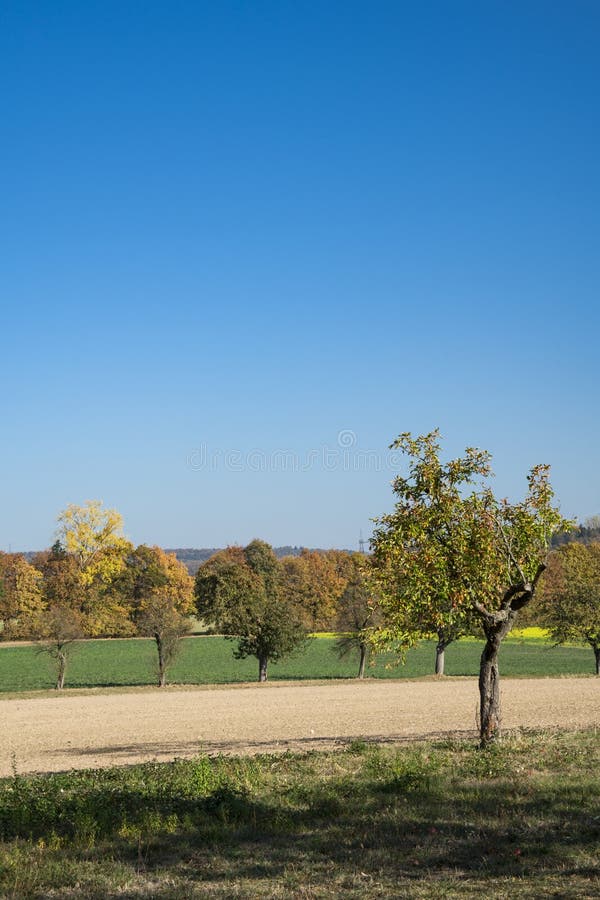 Apple-boom in landschap dichtbij Wiesloch, Duitsland Op route geroepen Fachwerkstrasse Tegen blauwe hemel royalty-vrije stock foto Apple-boom in landschap dichtbij Wiesloch, Duitsland Op route geroepen Fachwerkstrasse Tegen blauwe hemel royalty-vrije stock foto