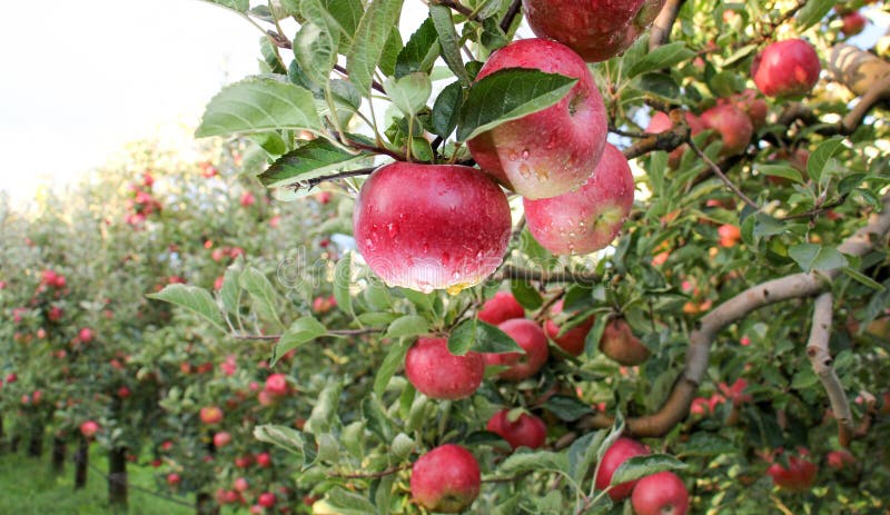 Apple Orchard ready for harvest. Mornig shot after the rain. Apple Orchard ready for harvest. Mornig shot after the rain