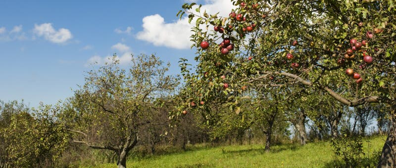 Apple-boomgaard met rijp rood fruit royalty-vrije stock fotografie Apple-boomgaard met rijp rood fruit royalty-vrije stock fotografie
