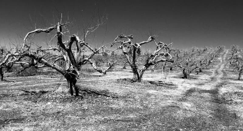 Apple-boomgaard op gebied, de vroege lente stock afbeelding Apple-boomgaard op gebied, de vroege lente stock afbeelding
