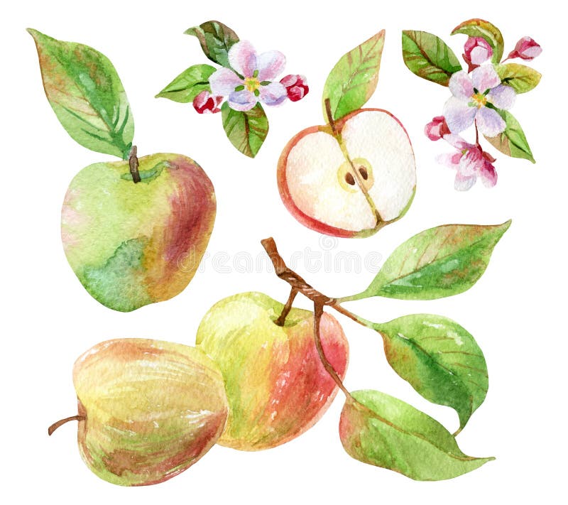 Apple branch with leaves and fruits in watercolor
