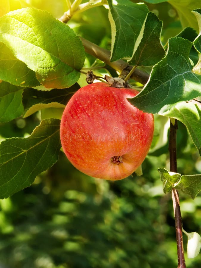 Apple branch tree