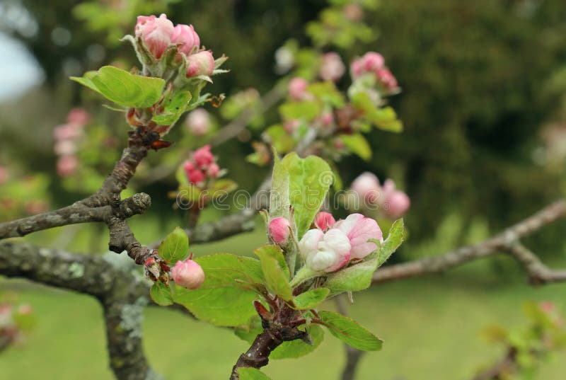 Apple Buds on Tree are Turning into Blossoms Stock Photo Image of