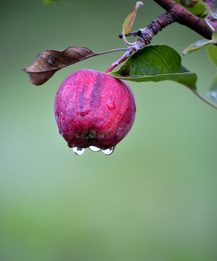 Apple bär frukt i oktober som är klar för att skörda i fruktträdgård arkivbild