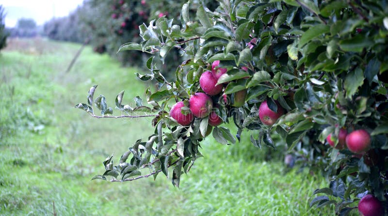 Apple bär frukt i oktober som är klar för att skörda i fruktträdgård royaltyfri fotografi