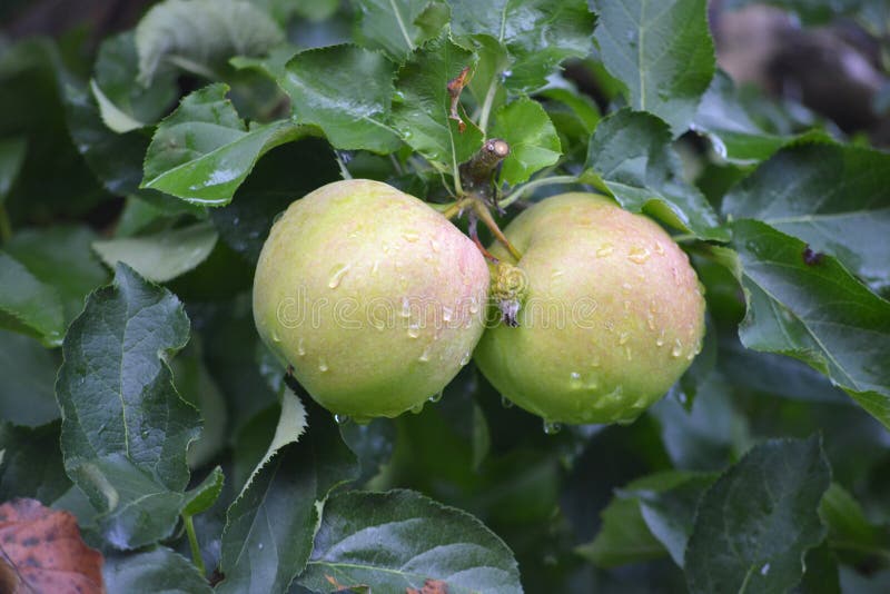 Apple bär frukt i oktober som är klar för att skörda i fruktträdgård royaltyfri fotografi