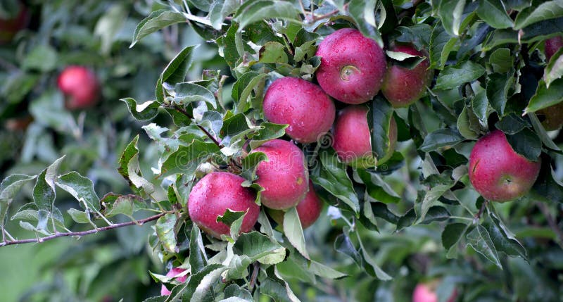 Apple bär frukt i oktober som är klar för att skörda i fruktträdgård arkivfoto