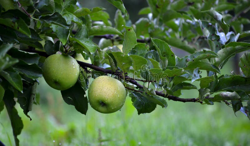 Apple bär frukt i oktober som är klar för att skörda i fruktträdgård arkivbild