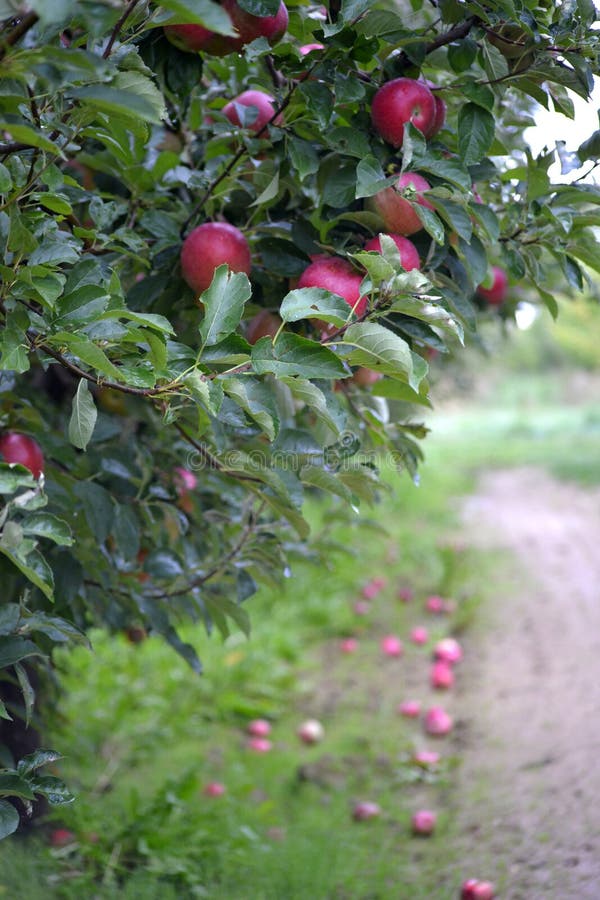 Apple bär frukt i oktober som är klar för att skörda i fruktträdgård royaltyfri bild