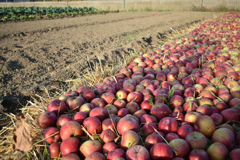 Apple carpet in the Italian countryside