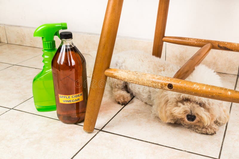 Apple cider vinegar discourage dogs and cats from chewing on fur