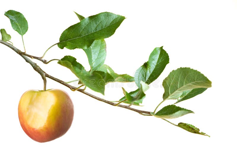 Apple con la mordedura en una ramificación imágenes de archivo libres de regalías Apple con la mordedura en una ramificación imágenes de archivo libres de regalías