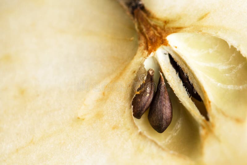 apple core with seeds