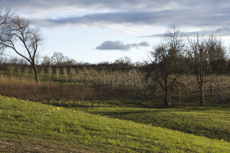Download Apple-de Boomgaardlente stock foto. Afbeelding bestaande uit spring - 54092158