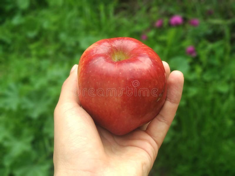 Apple ? disposi??o imagem de stock Apple ? disposi??o imagem de stock