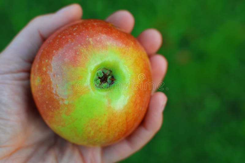 Apple a disposizione immagine stock libera da diritti Apple a disposizione immagine stock libera da diritti