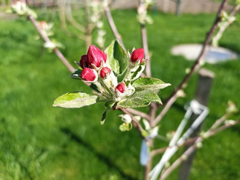 An Apple is an Edible Fruit Produced by an Apple Tree (Malus Domestica