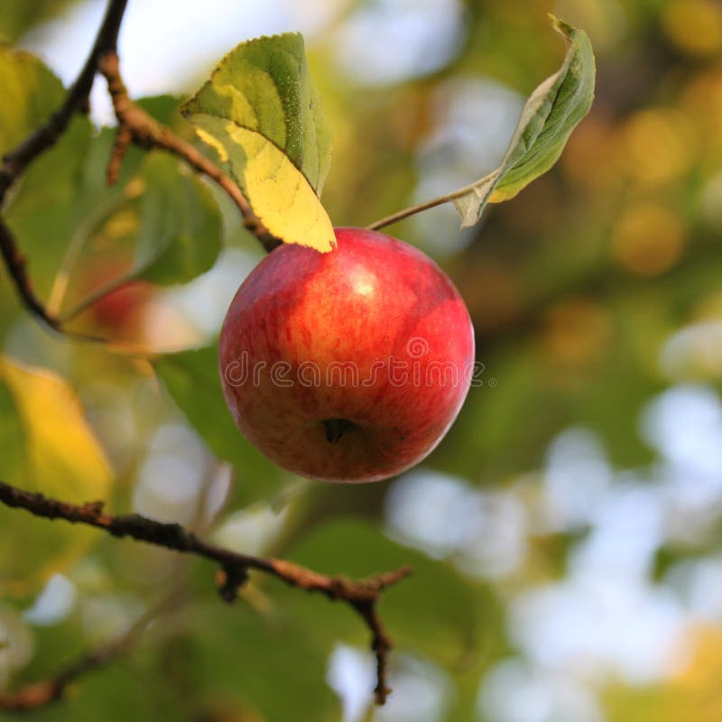 Apple en el árbol foto de archivo. Imagen de cubo, comer 21254098