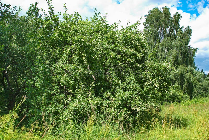 Apple en groene appelen in een mooie tuin op een hete de zomerdag stock foto's Apple en groene appelen in een mooie tuin op een hete de zomerdag stock foto's