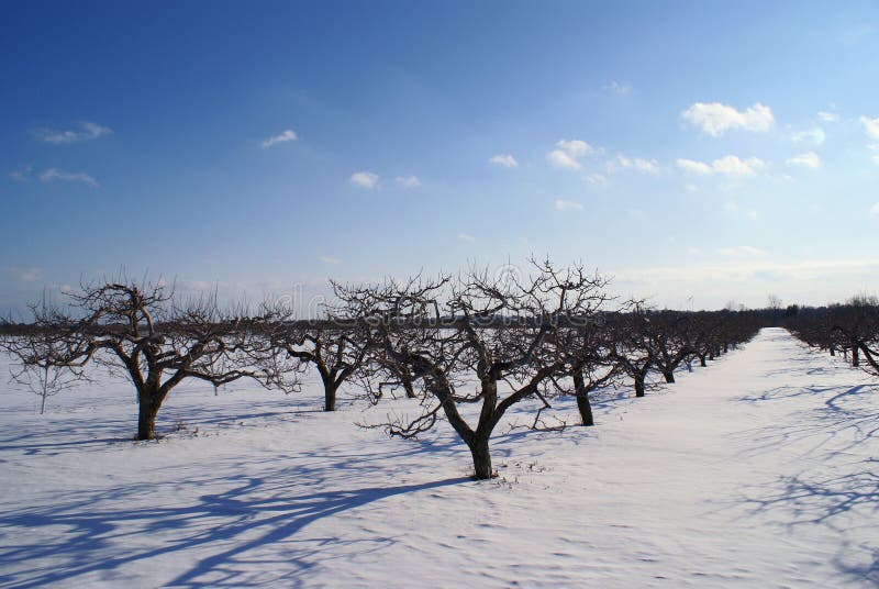 Apple farm on winter with blue clouds