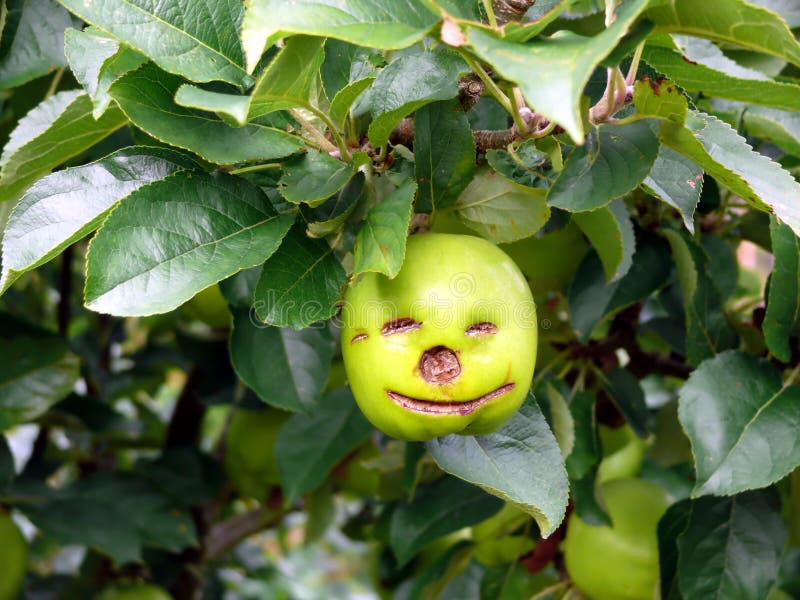 Apple feliz