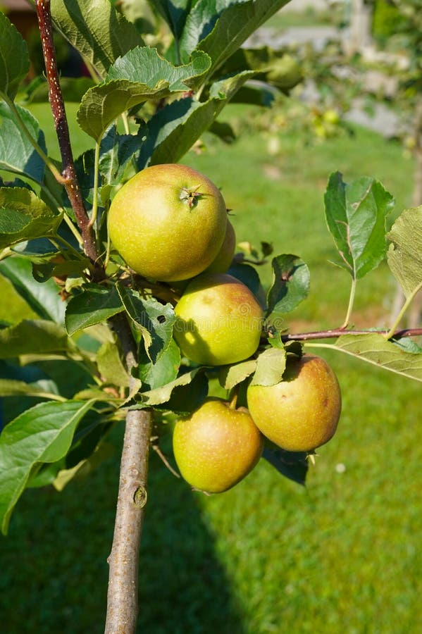 Apple filialcloseup med mogen äpplenärbild i strålarna av solen fotografering för bildbyråer Apple filialcloseup med mogen äpplenärbild i strålarna av solen fotografering för bildbyråer