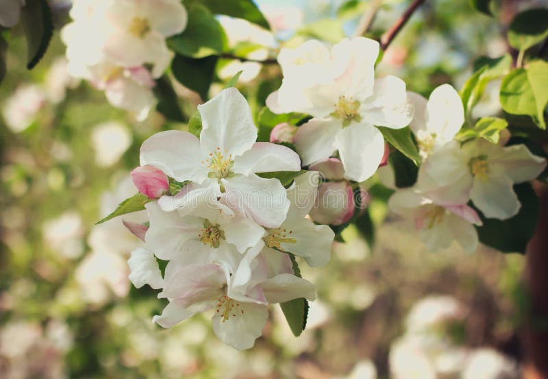 Apple fleurissent inflorescence images libres de droits Apple fleurissent inflorescence images libres de droits