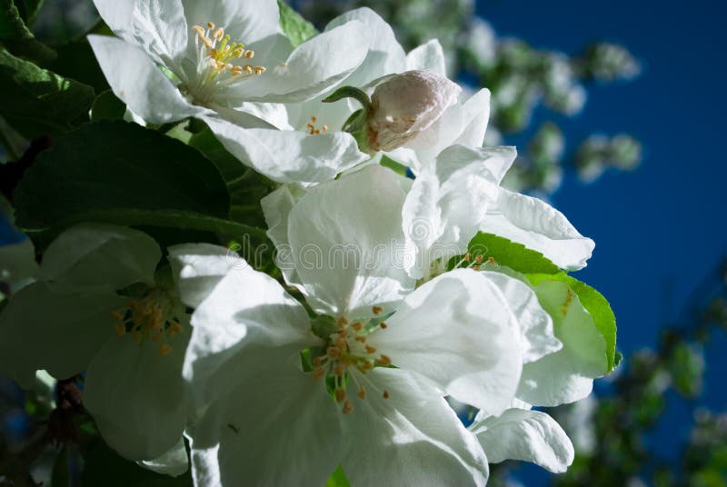 Apple floresce flores na mola, florescendo no ramo de árvore novo a fotos de stock royalty free Apple floresce flores na mola, florescendo no ramo de árvore novo a fotos de stock royalty free